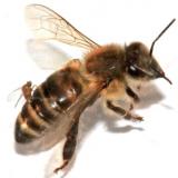 Possible Cause of Honeybee Deaths Found